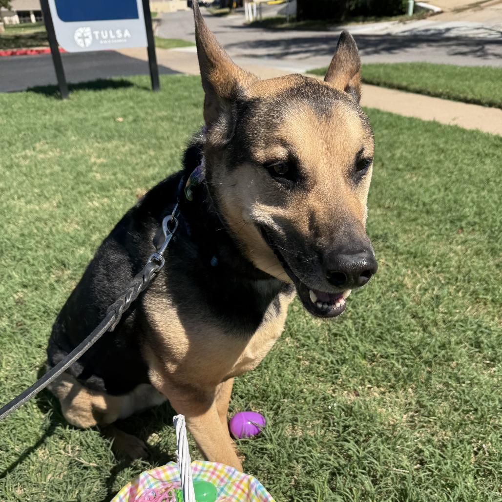 Enlarge Lincoln, a Adoptable mixed breed in Tulsa, OK image 1/4