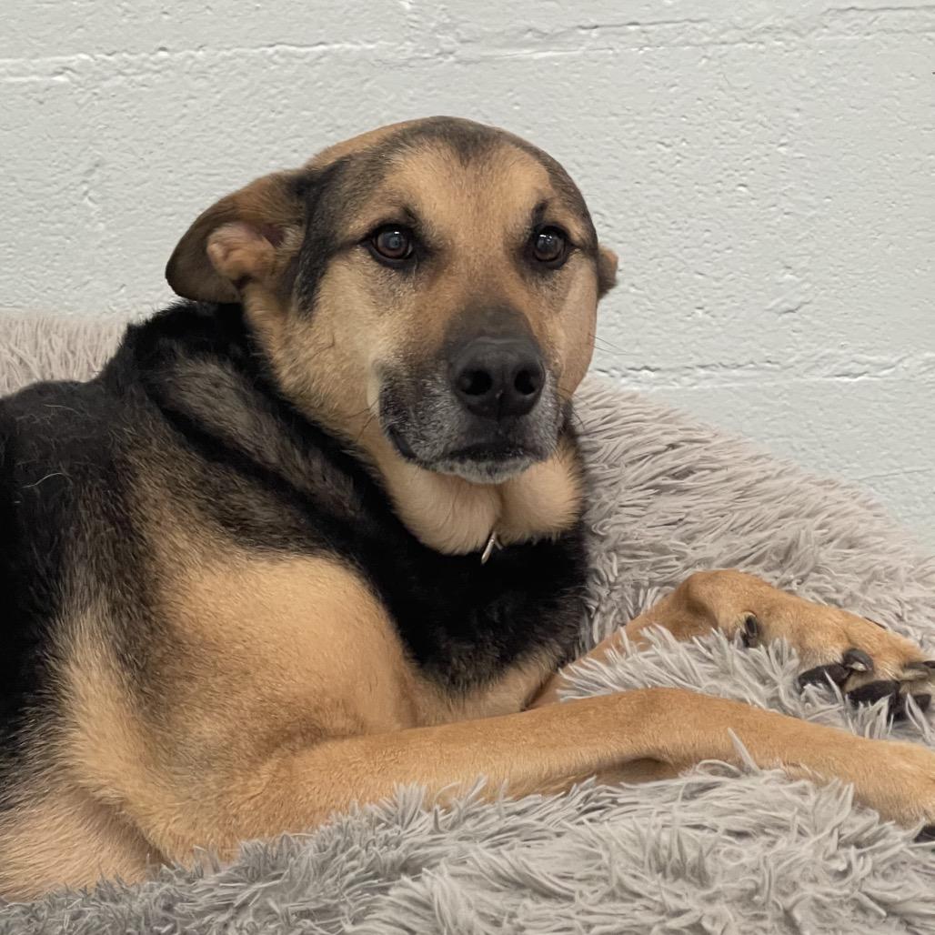 Lincoln, Adoptable, Adult Male German Shepherd Dog.
