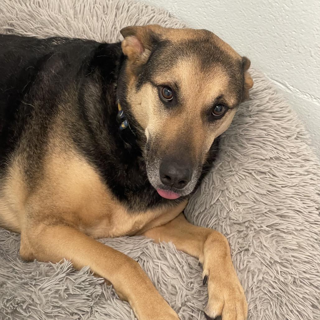 Enlarge Lincoln, a Adoptable mixed breed in Tulsa, OK image 2/3