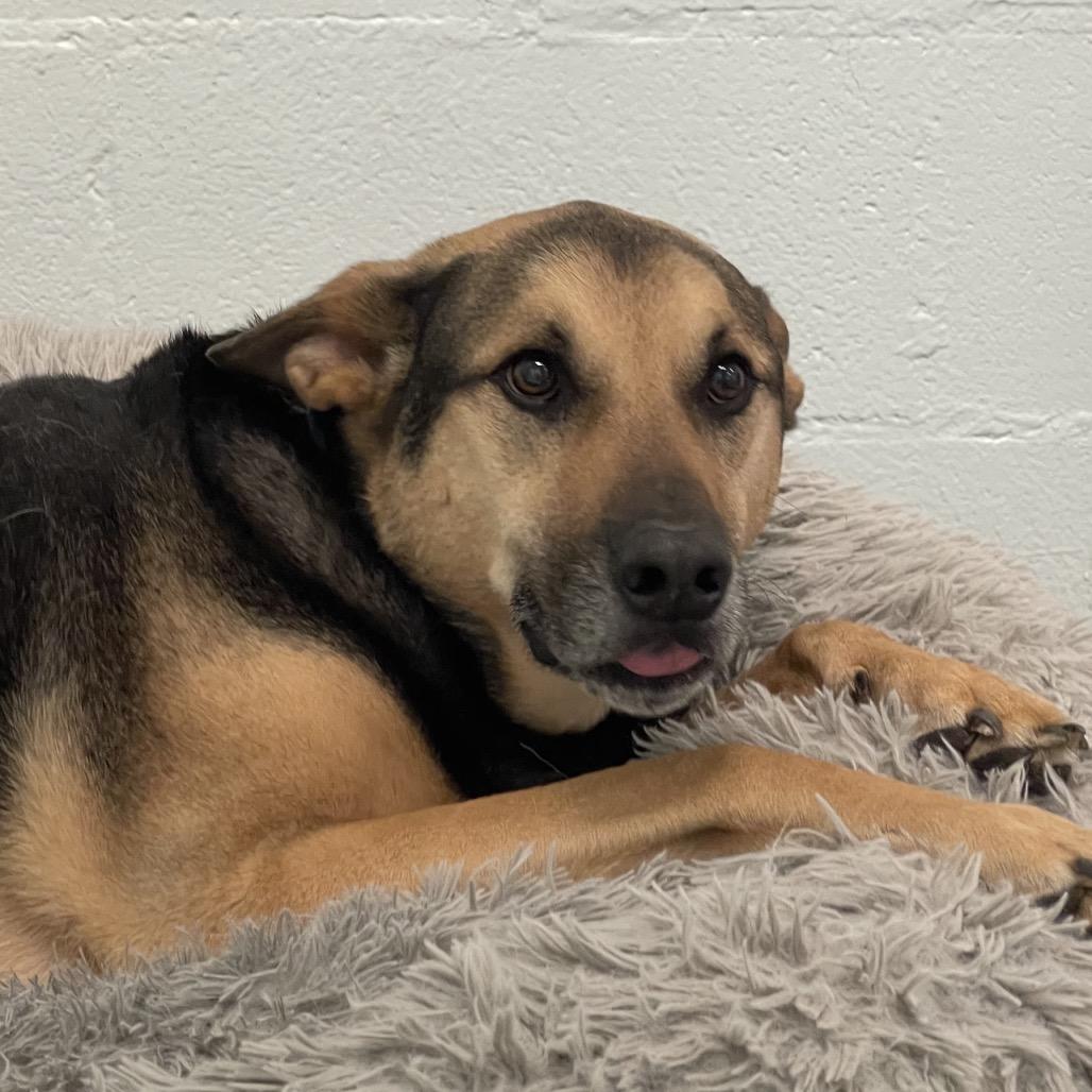 Enlarge Lincoln, a Adoptable mixed breed in Tulsa, OK image 3/3