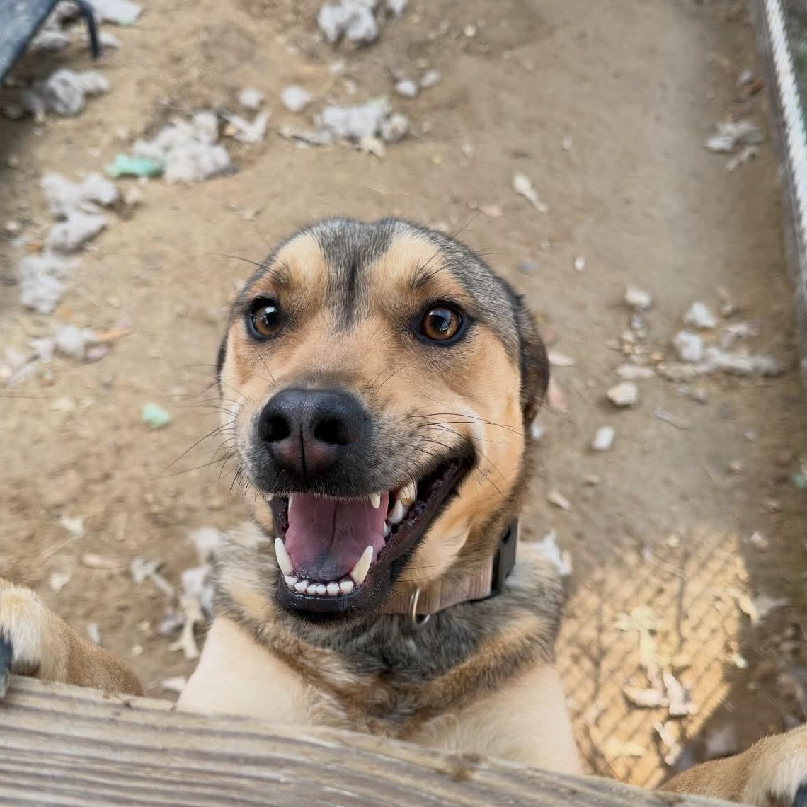 Xena, a Adoptable mixed breed in Powder Springs, GA image 2/2