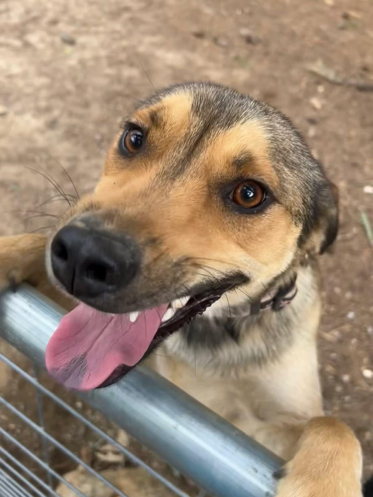 Xena, Adoptable, Young Female German Shepherd Dog.