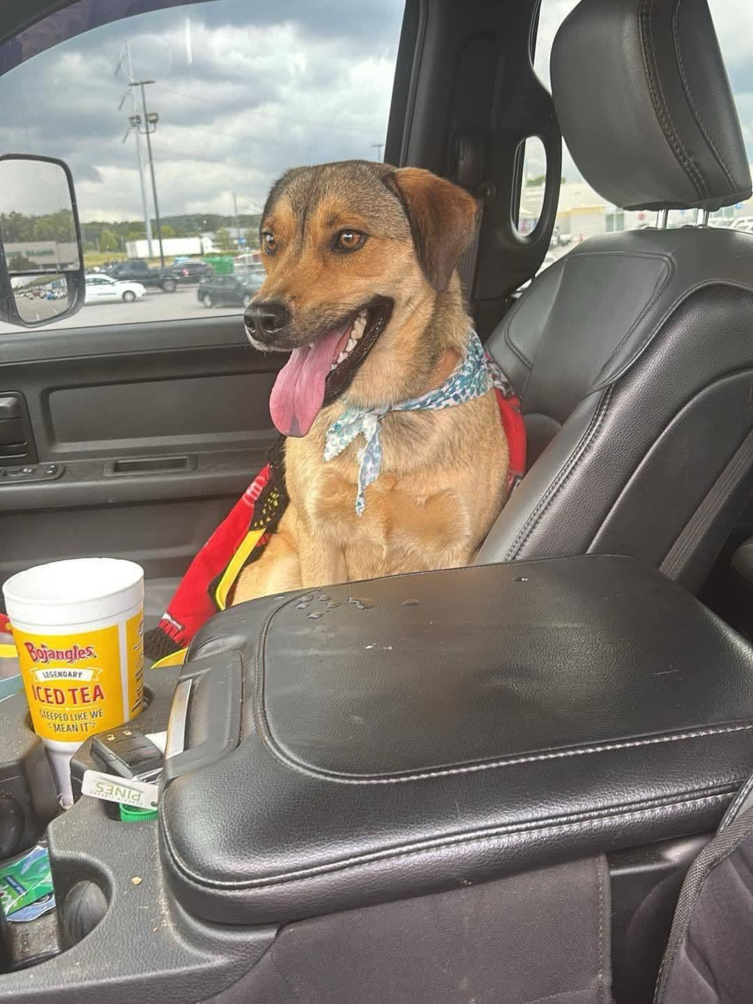 Enlarge Xena, a Adoptable mixed breed in Powder Springs, GA image 2/2