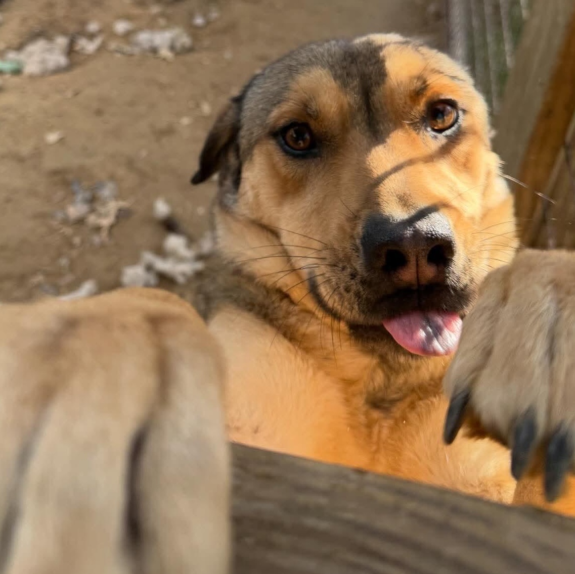 Xena, Adoptable, Young Female German Shepherd Dog.