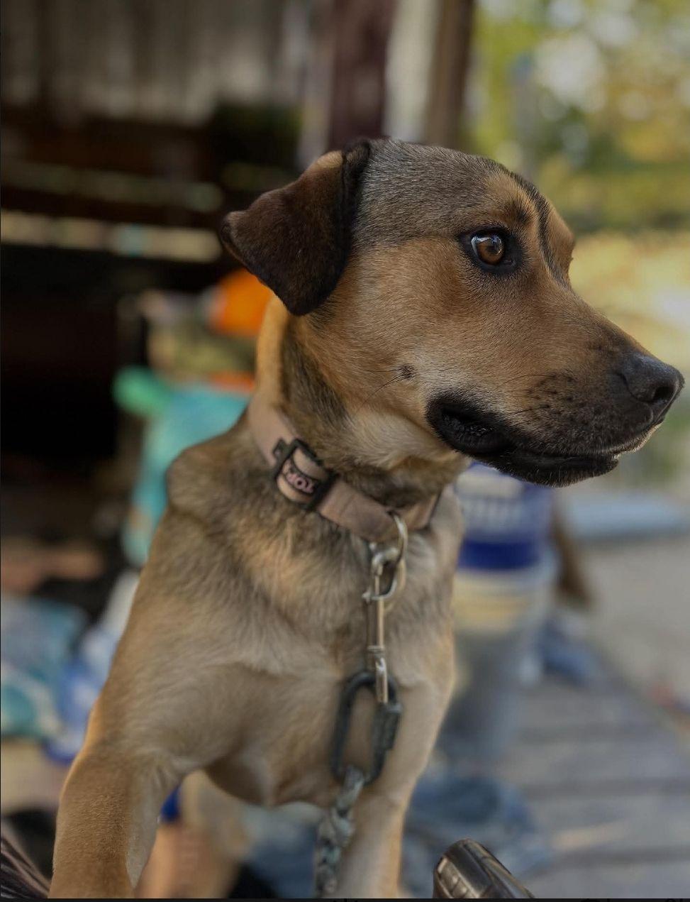 Enlarge Xena, a Adoptable mixed breed in Powder Springs, GA image 1/1