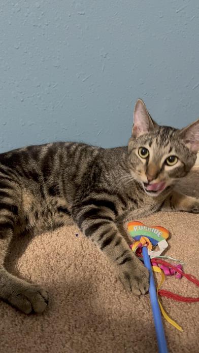 Emmitt — thumbnail 2