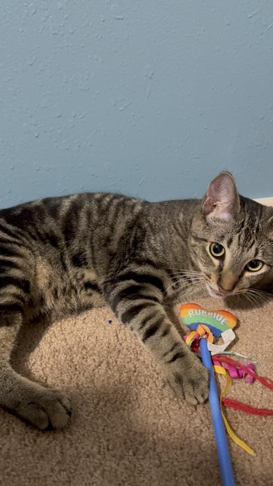 Emmitt — thumbnail 3