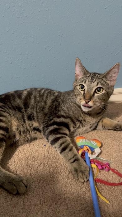 Emmitt — thumbnail 4