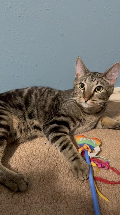 Emmitt — thumbnail 6