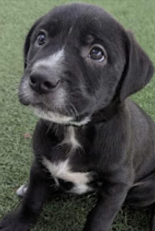 Enlarge Goose, a ADOPTABLE mixed breed in Morganton, NC image 4/4