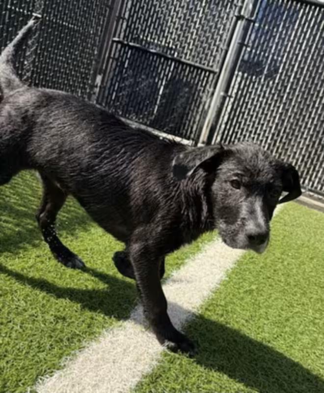 Enlarge Goose, a ADOPTABLE mixed breed in Morganton, NC image 1/4