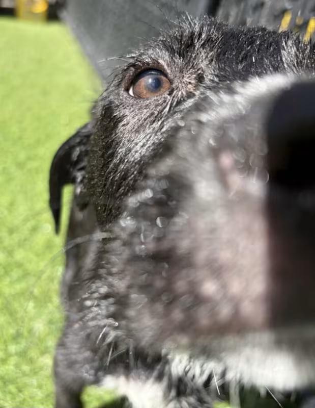 Enlarge Goose, a ADOPTABLE mixed breed in Morganton, NC image 2/4