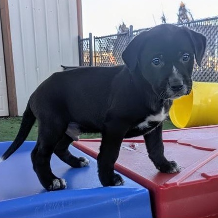Goose, ADOPTABLE, Puppy Male Boxer & Labrador Retriever.