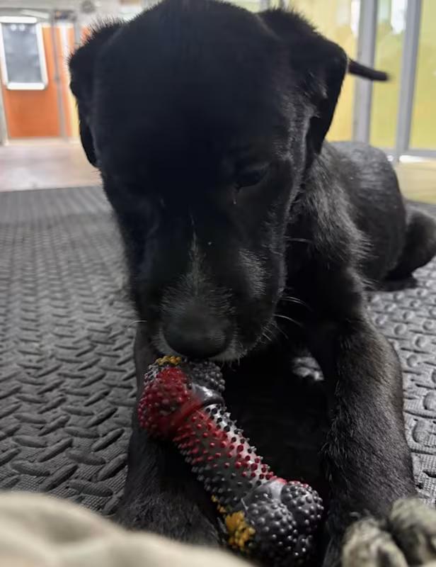 Enlarge Goose, a ADOPTABLE mixed breed in Morganton, NC image 3/4