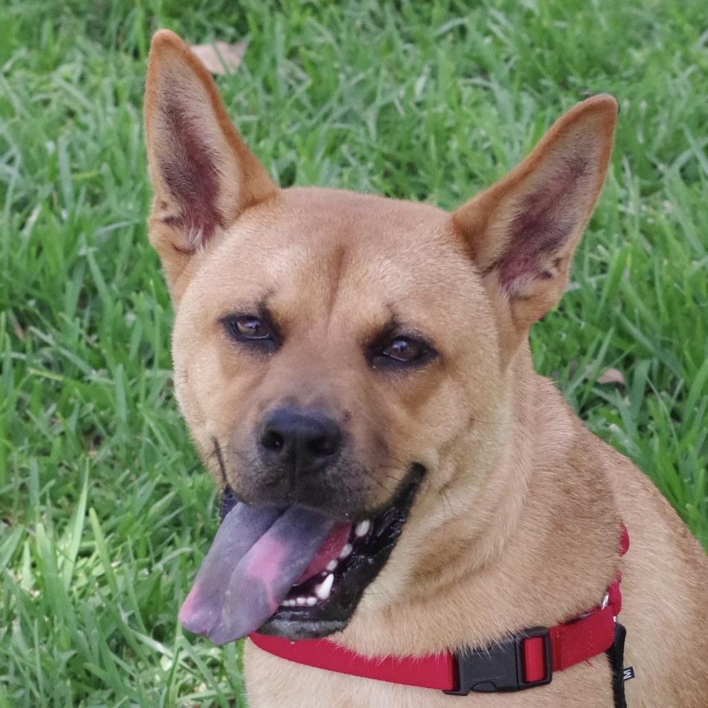 Puppy Earl, a Adoptable mixed breed in Miami, FL image 1/6