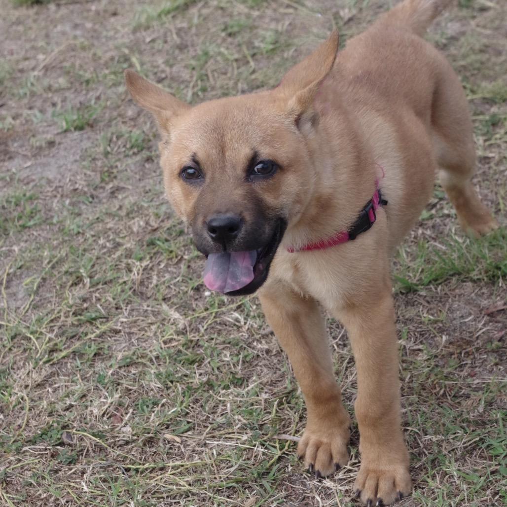 Puppy Earl thumbnail 2