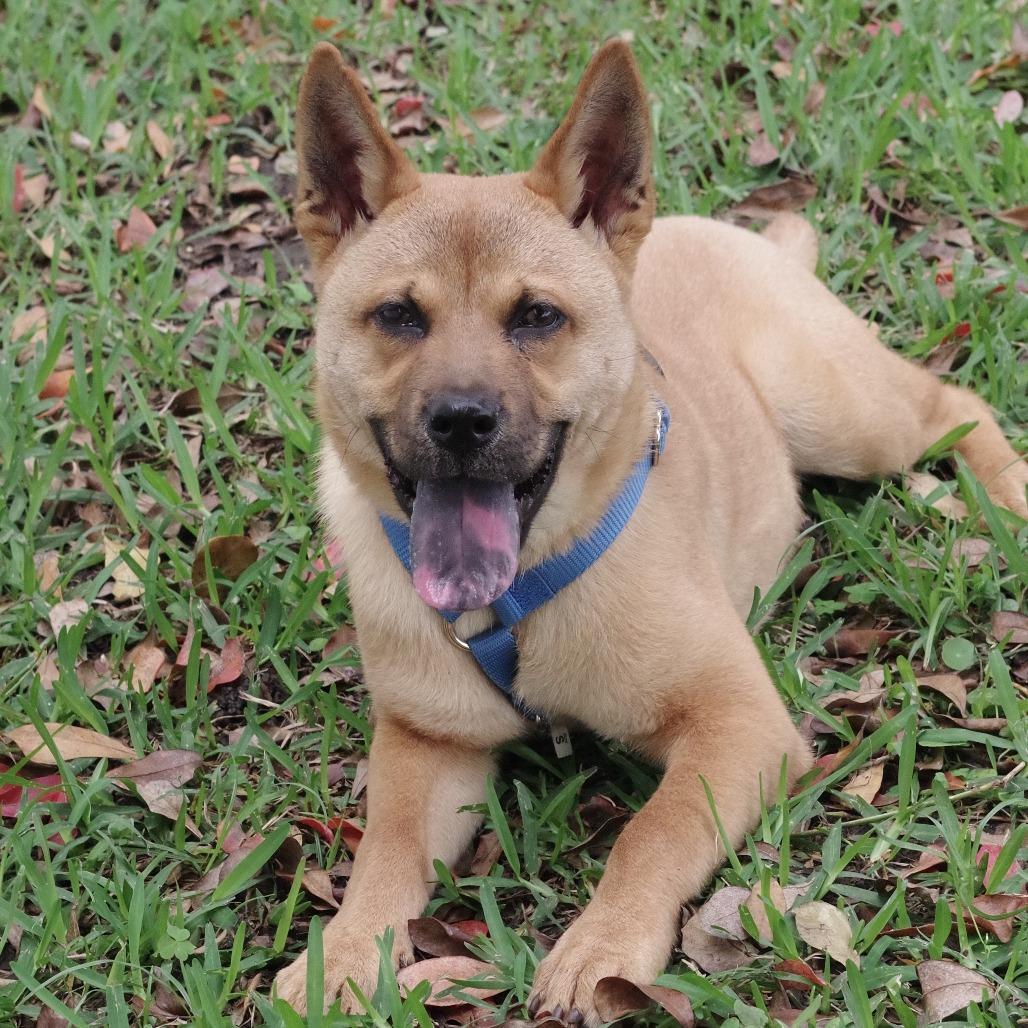 Puppy Earl, a Adoptable mixed breed in Miami, FL image 2/6