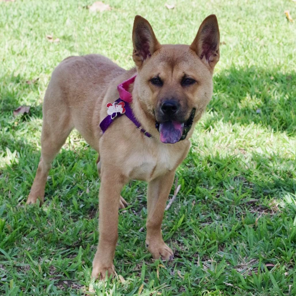 Puppy Earl, a Adoptable mixed breed in Miami, FL image 3/6
