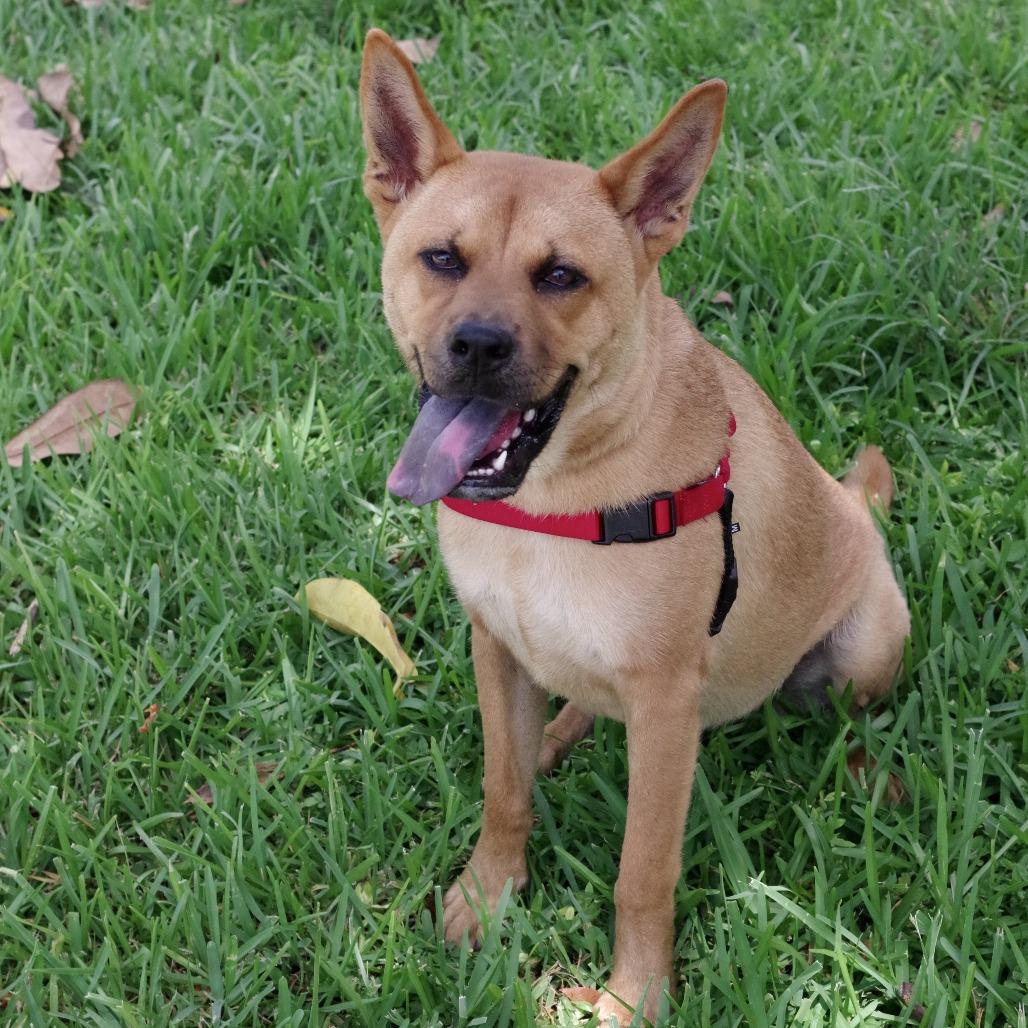Enlarge Earl, a Adoptable mixed breed in Miami, FL image 2/5