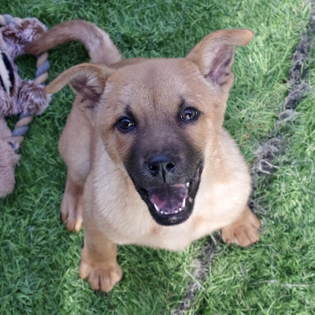 Puppy Earl thumbnail 3