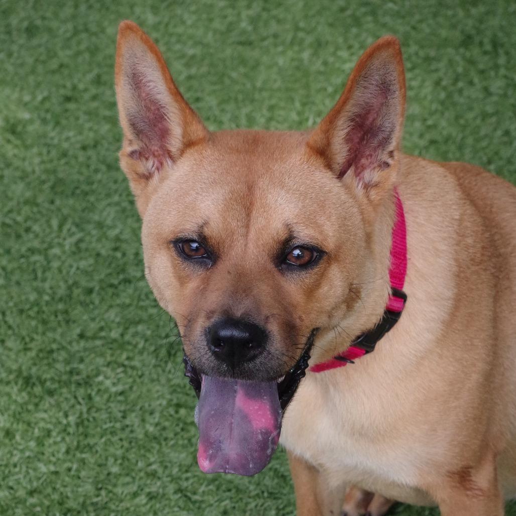 Puppy Earl, a Adoptable mixed breed in Miami, FL image 4/6