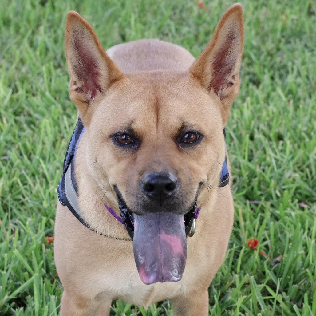 Puppy Earl, a Adoptable mixed breed in Miami, FL image 4/5