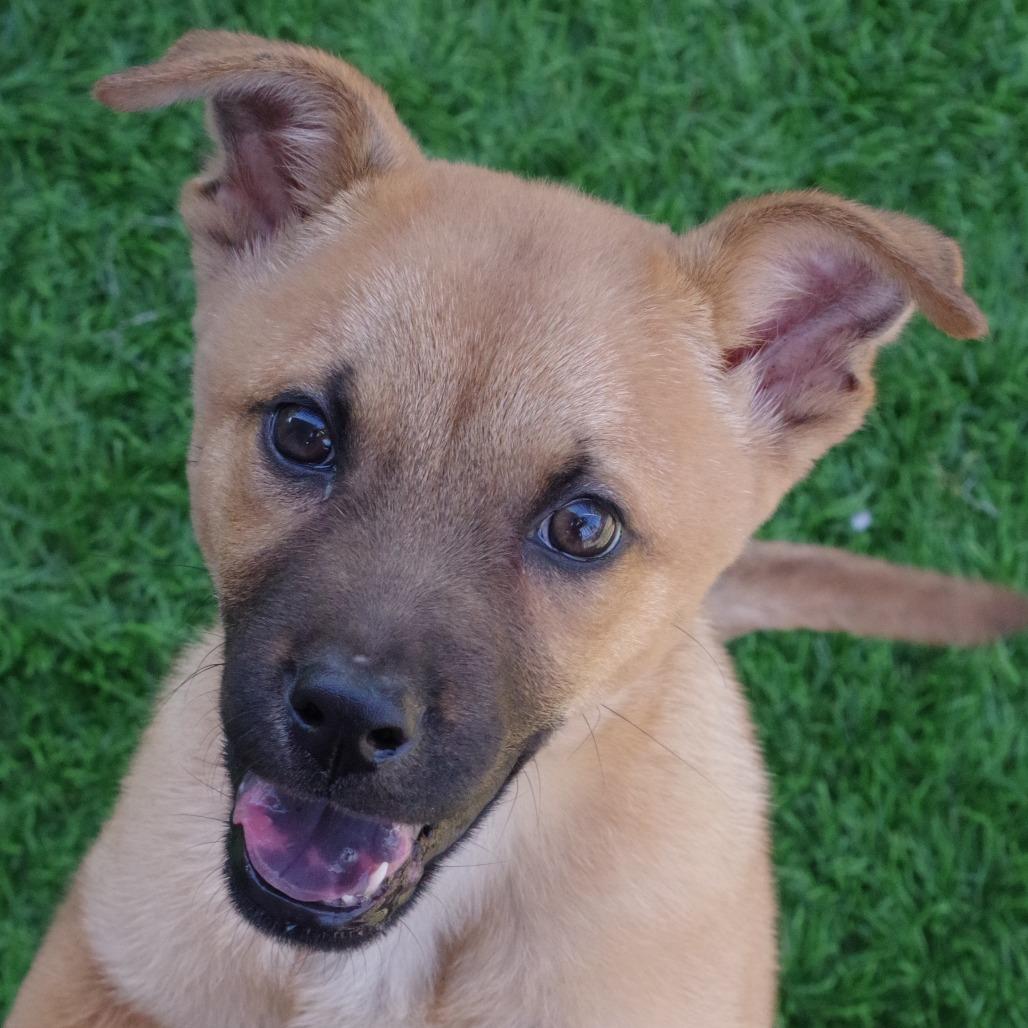 Puppy Earl thumbnail 4