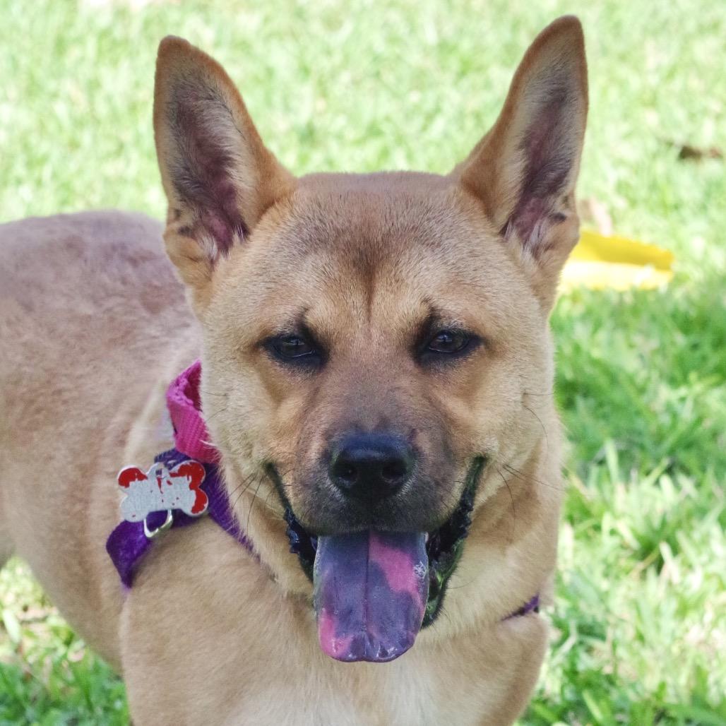Puppy Earl, a Adoptable mixed breed in Miami, FL image 5/6