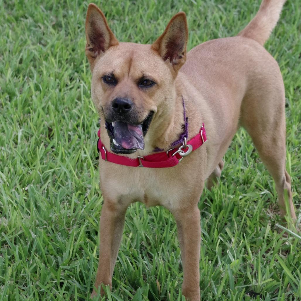Enlarge Earl, a Adoptable mixed breed in Miami, FL image 4/5