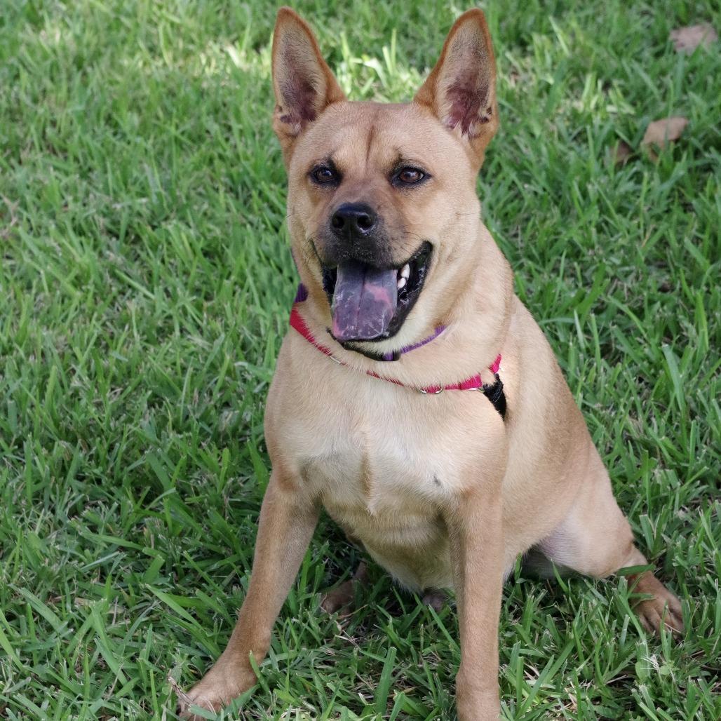 Enlarge Earl, a Adoptable mixed breed in Miami, FL image 5/5