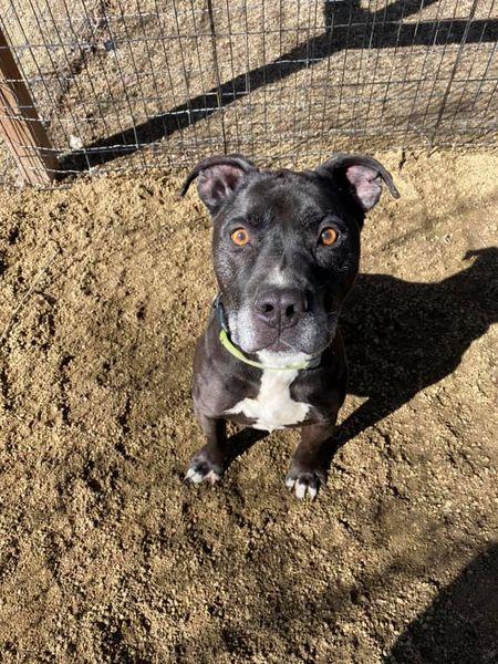 Enlarge Dice, a Adopted mixed breed in Central Point, OR image 1/1