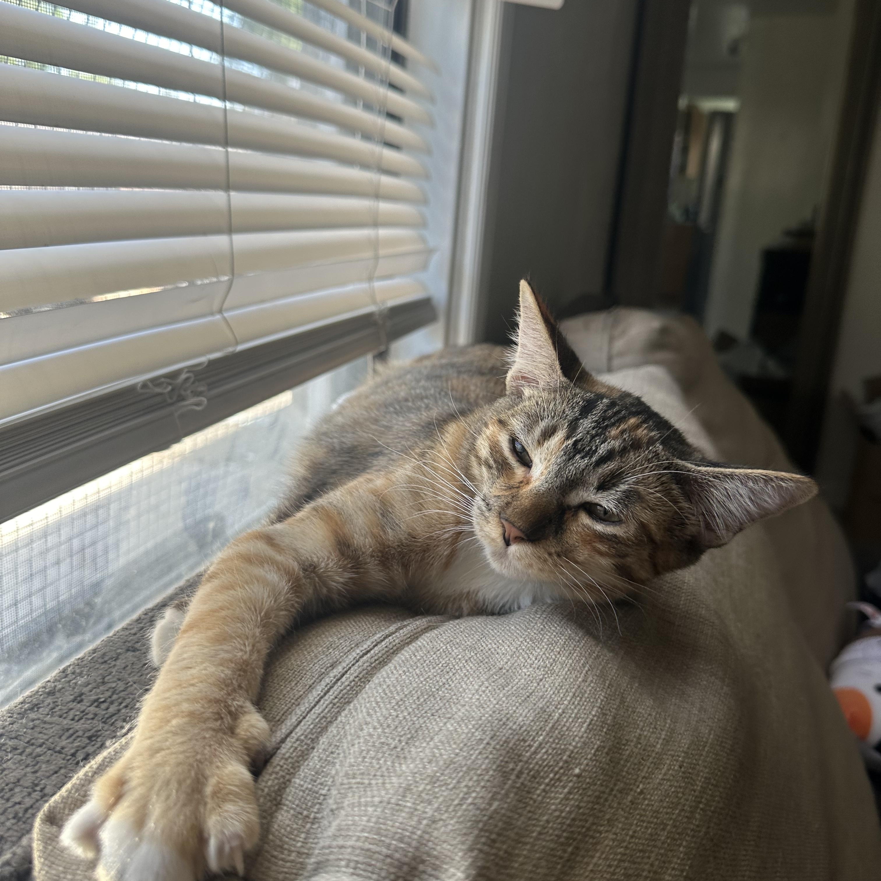 Bebe and Mini INDOOR ONLY, a Adoptable mixed breed in Stockton, CA image 1/6