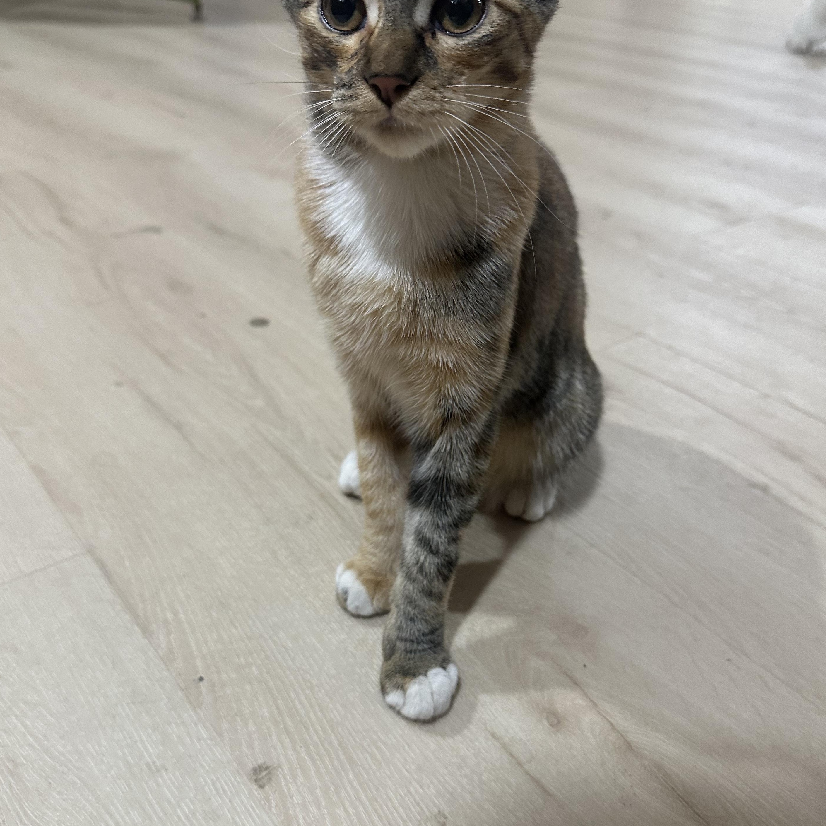 Bebe and Mini INDOOR ONLY, Adoptable, Kitten Female Domestic Short Hair.