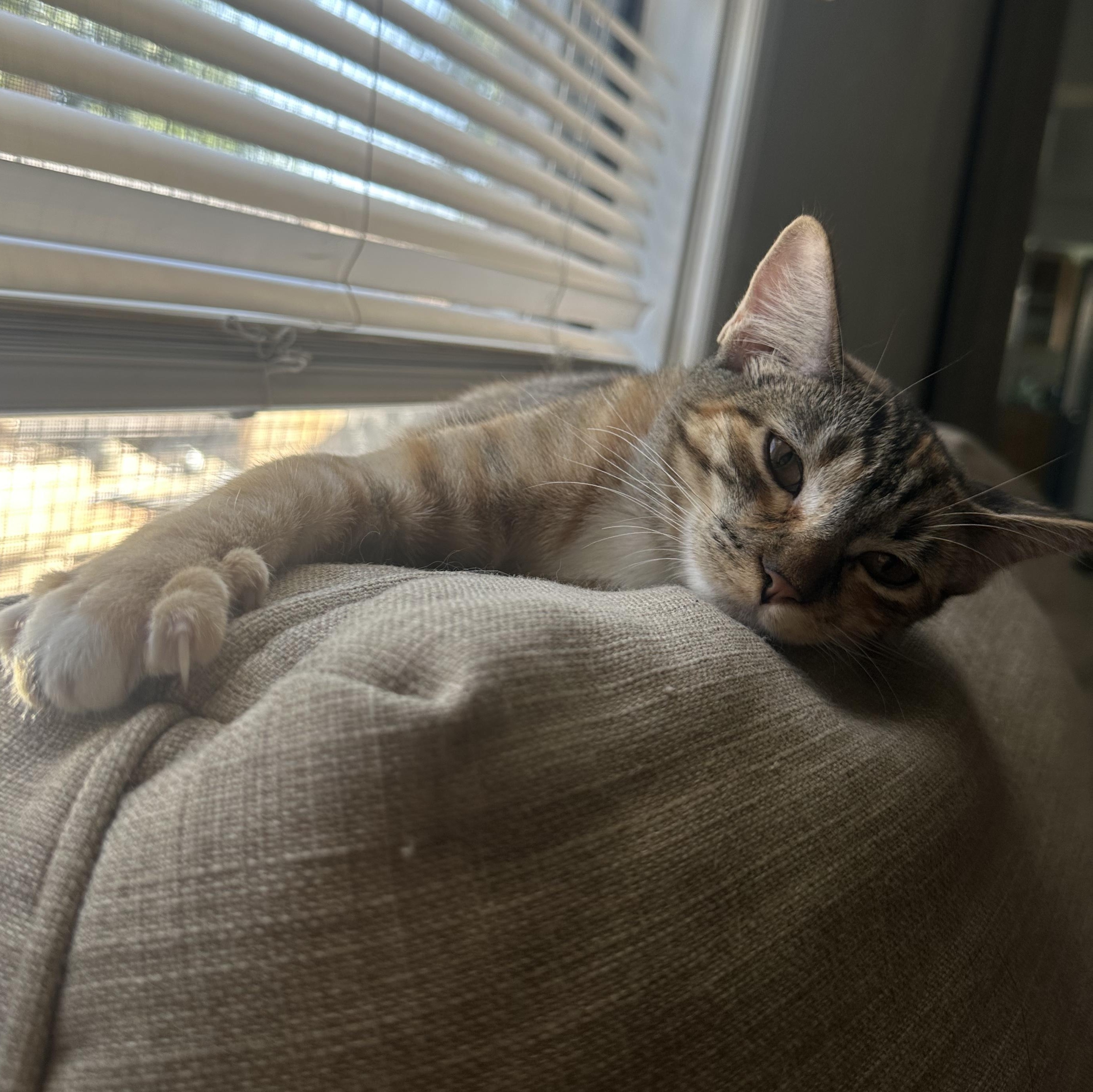 Bebe and Mini INDOOR ONLY, a Adoptable mixed breed in Stockton, CA image 3/6