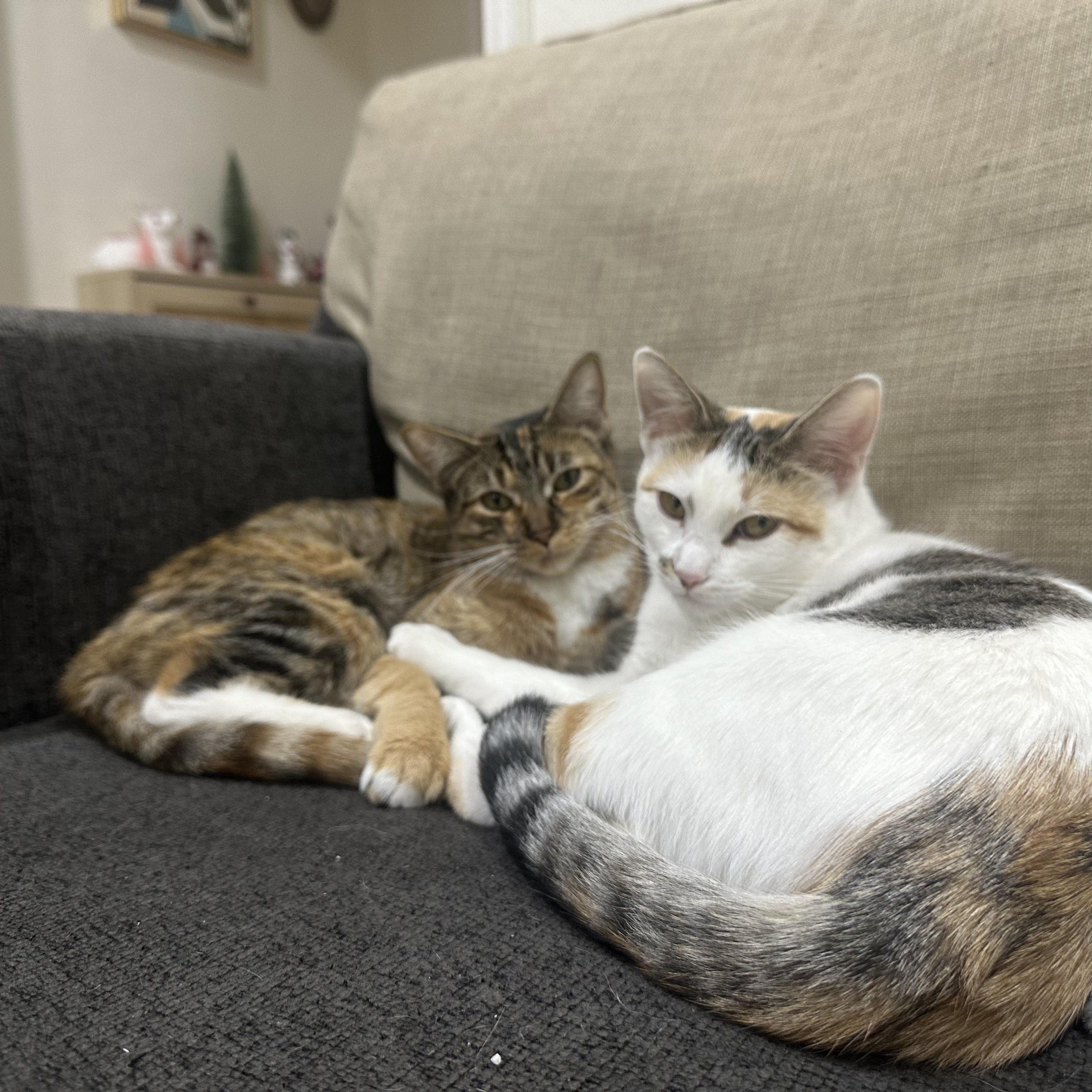 Bebe and Mini INDOOR ONLY, a Adoptable mixed breed in Stockton, CA image 4/6