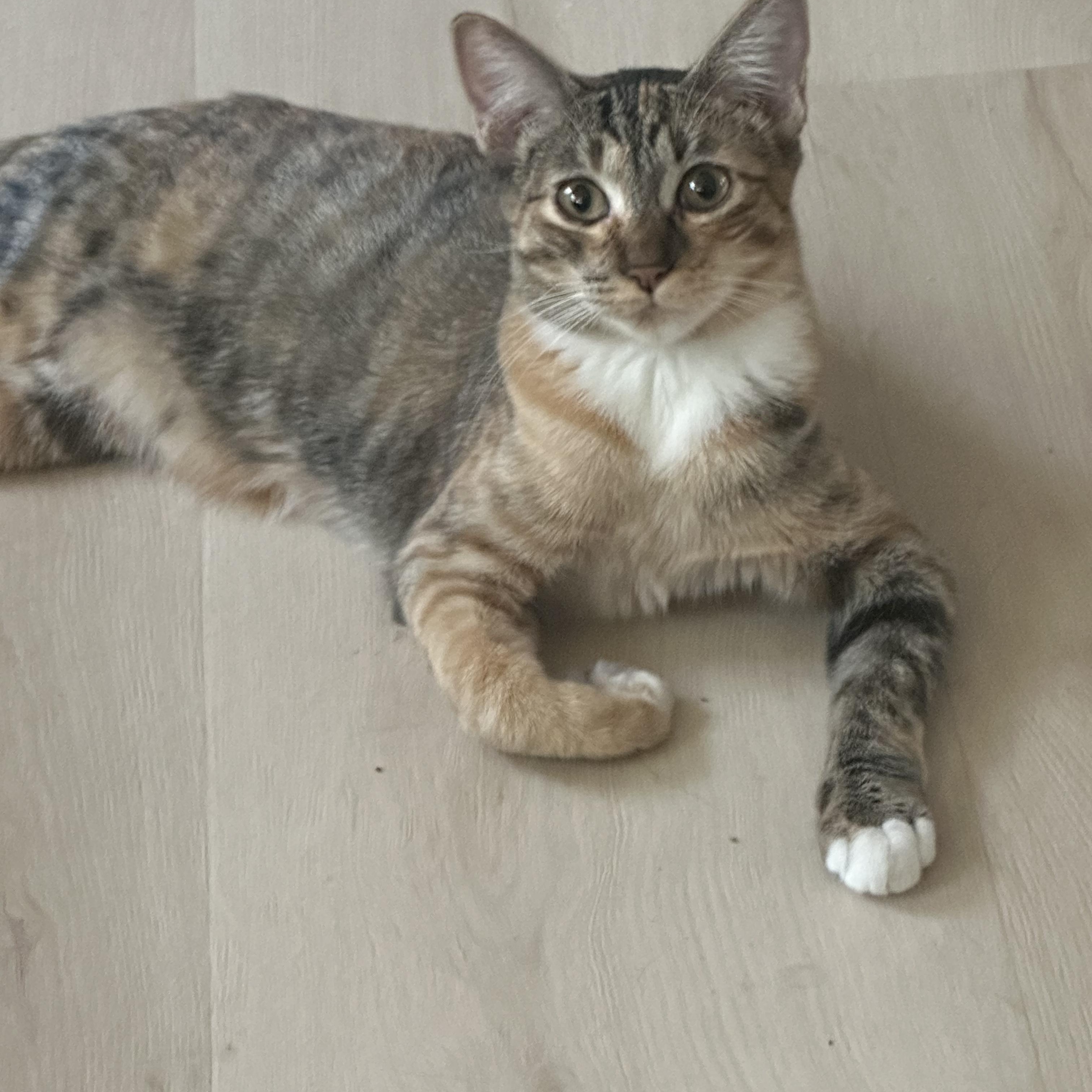 Bebe and Mini INDOOR ONLY, Adoptable, Kitten Female Domestic Short Hair.