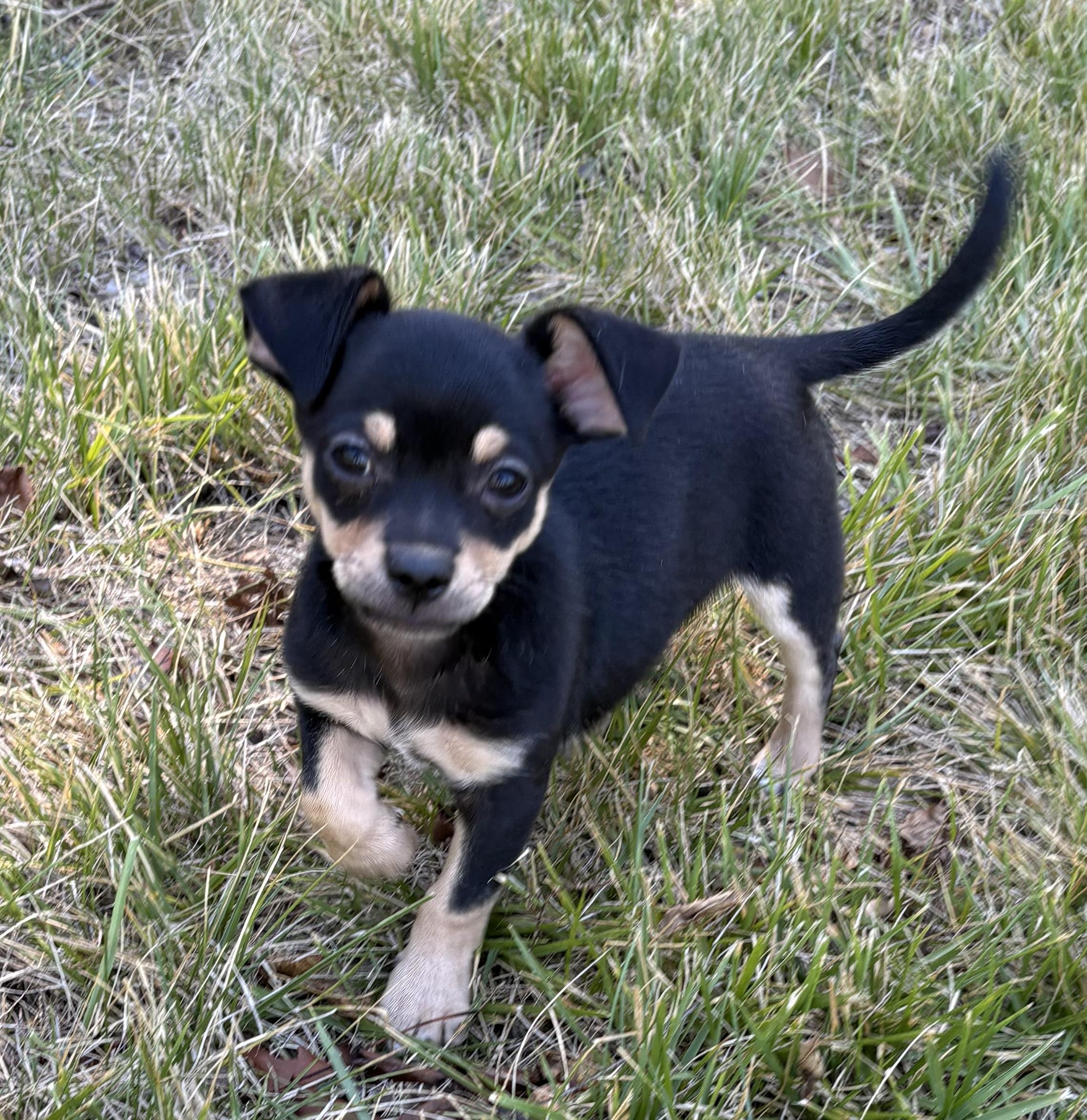 Allen, adopted, Puppy Male Chihuahua & Pug.