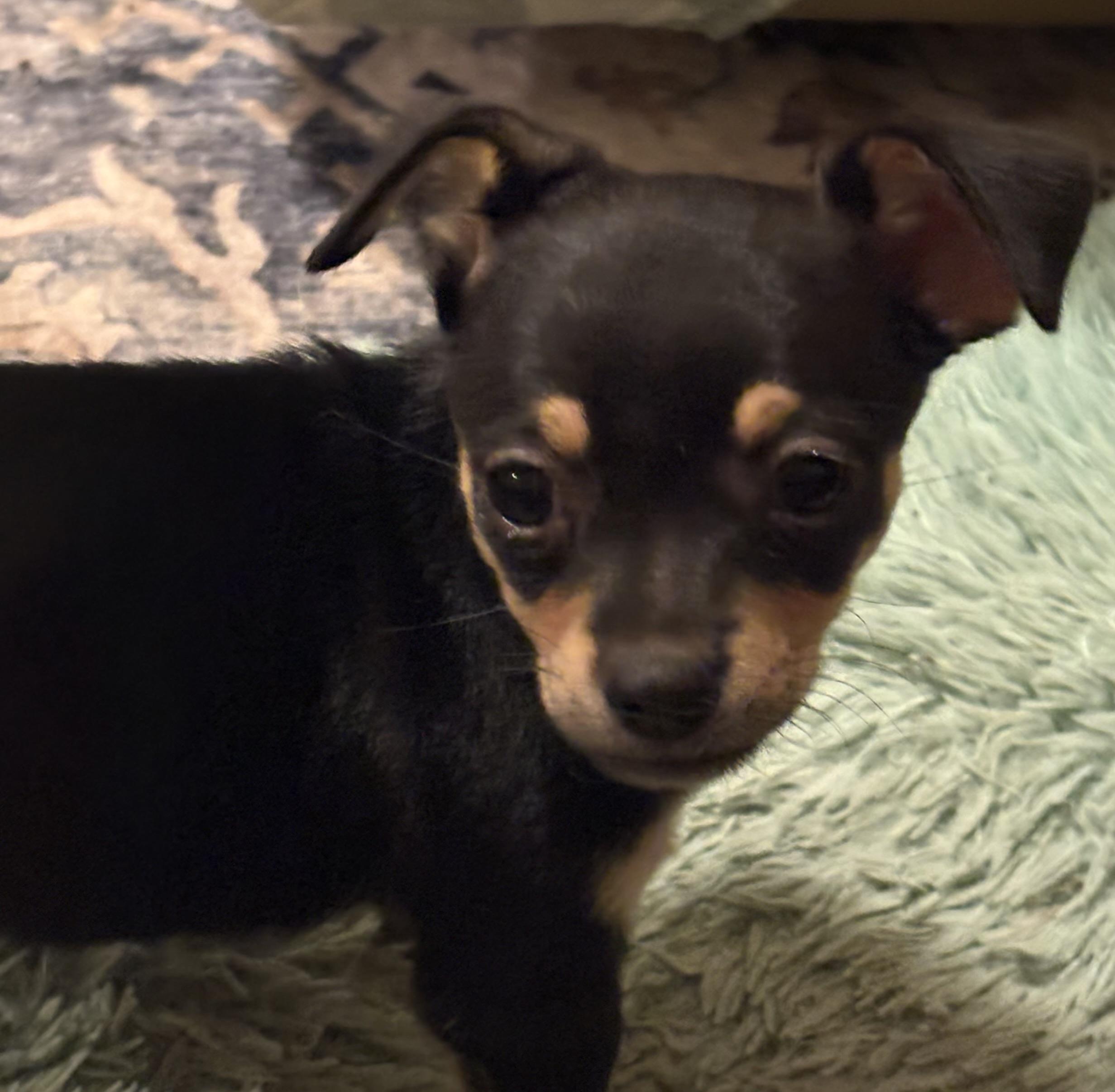 Enlarge Allen, an adopted mixed breed in Red Bluff, CA image 2/3