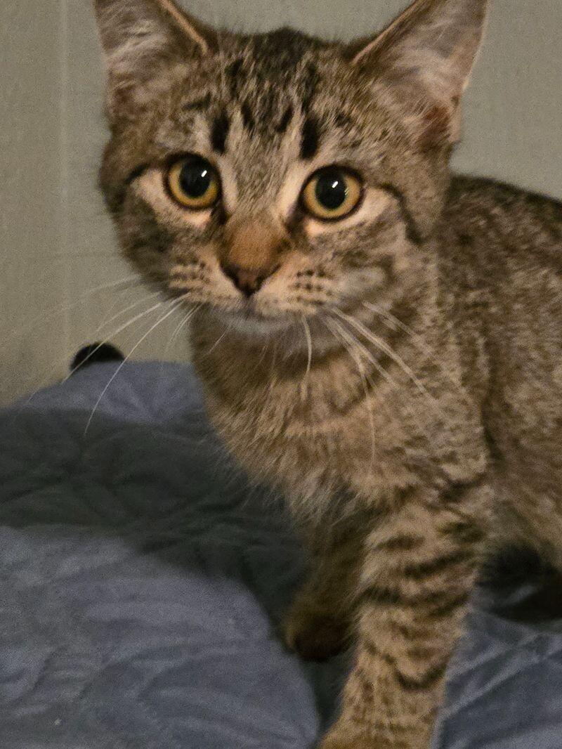 Emerald, Adoptable, Young Female Domestic Short Hair.
