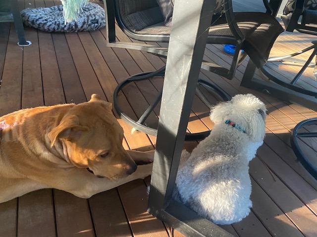 Enlarge Blazer, a Adoptable mixed breed in Hartsville, SC image 1/4