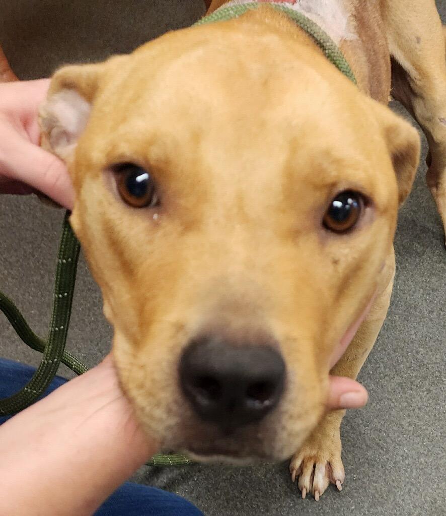 Enlarge Blazer, a Adoptable mixed breed in Hartsville, SC image 2/4