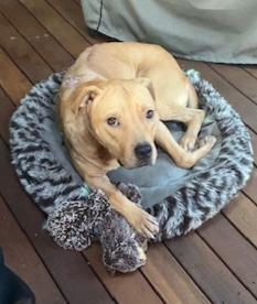 Blazer, Adoptable, Young Male Labrador Retriever & American Staffordshire Terrier.