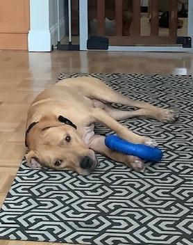 Enlarge Blazer, a Adoptable mixed breed in Hartsville, SC image 4/4