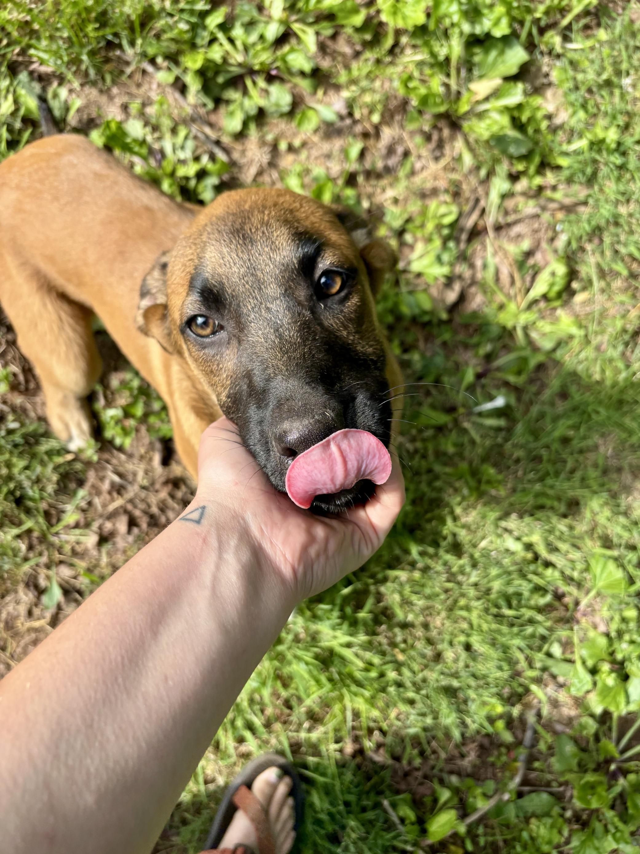 Enlarge Chatty, a Adopted mixed breed in High View, WV image 2/4
