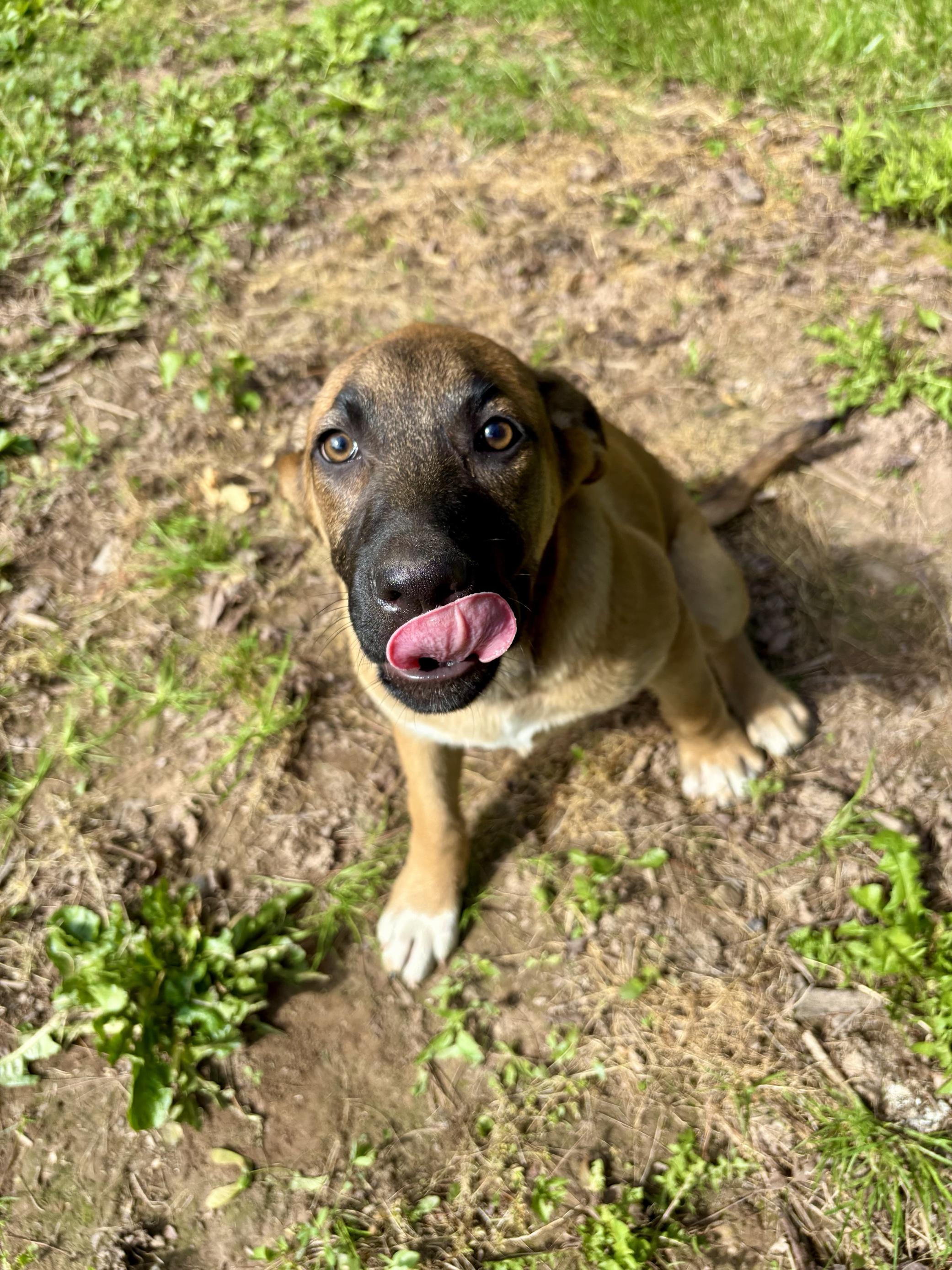 Chatty, Adopted, Puppy Female German Shepherd Dog & Labrador Retriever.