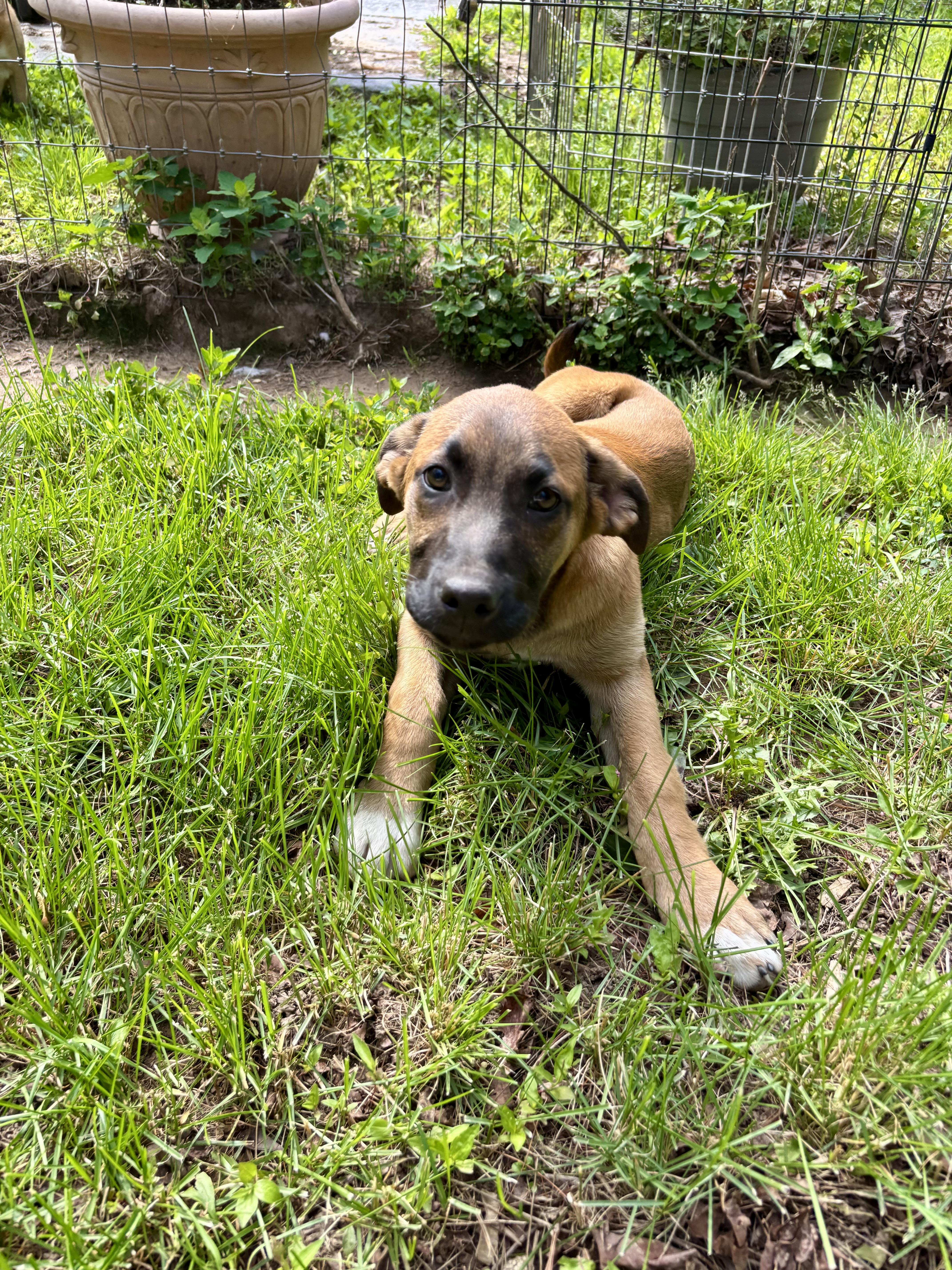 Enlarge Chatty, a Adopted mixed breed in High View, WV image 3/4
