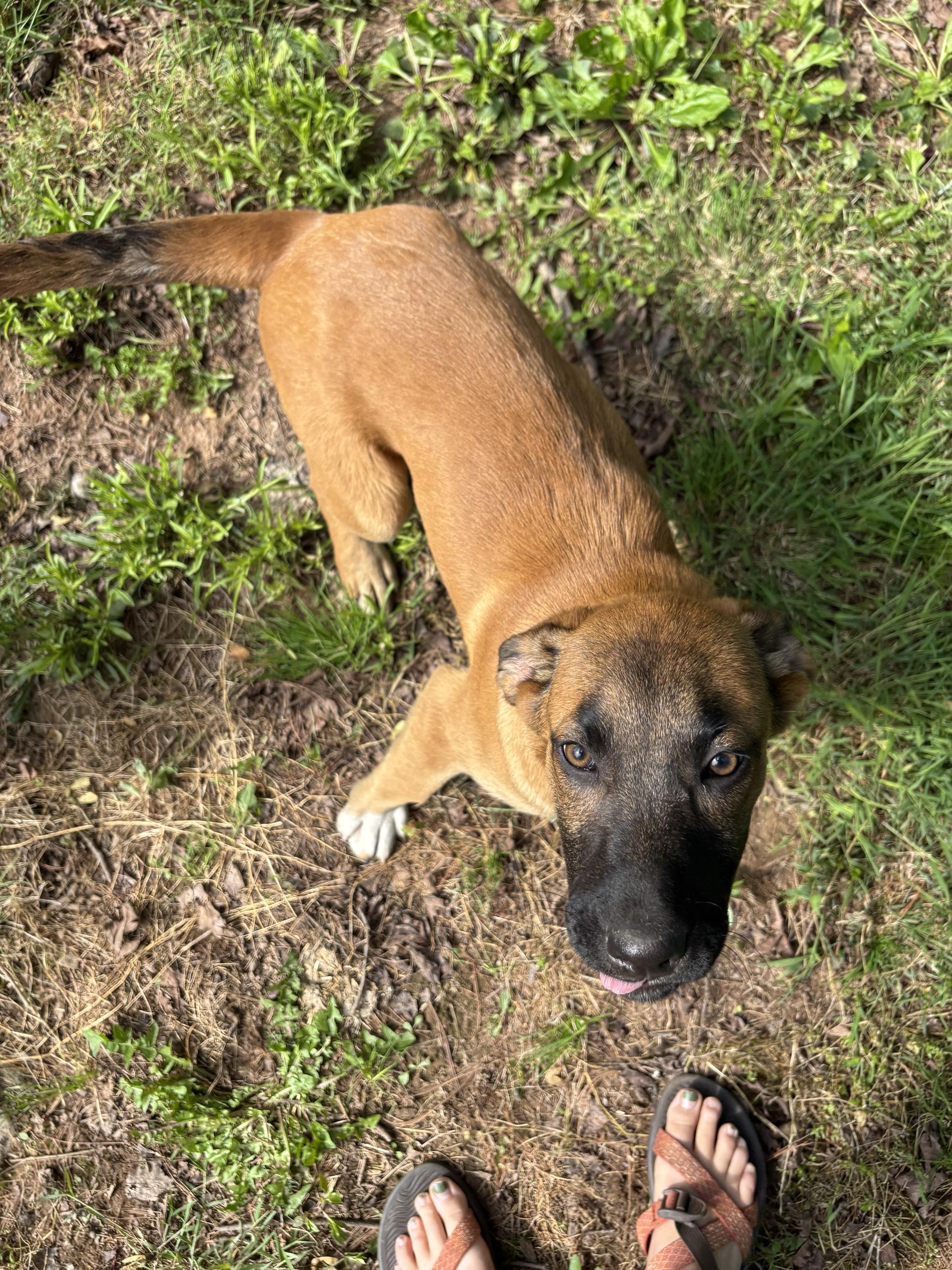 Enlarge Chatty, a Adopted mixed breed in High View, WV image 4/4