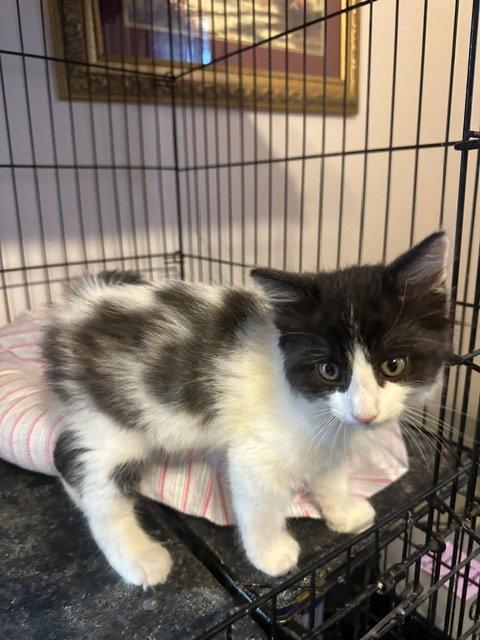 Pepe (26-047), a Adoptable Domestic Medium Hair in Ocean Pines, MD image 1/3