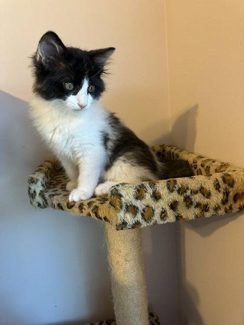 Pepe (26-047), a Adoptable Domestic Medium Hair in Ocean Pines, MD image 2/3