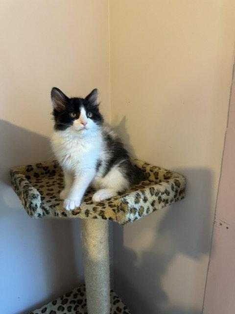 Pepe (26-047), a Adoptable Domestic Medium Hair in Ocean Pines, MD image 3/3